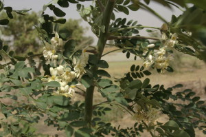 photo-fleur-de-moringa